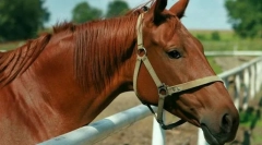 Буентенская кон